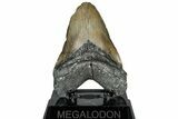 Serrated, Fossil Megalodon Tooth - North Carolina #309493-2